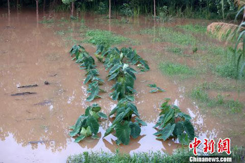 天气资讯:江西武宁持续强降雨致洪涝 局地农田