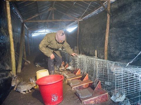 近日,重庆彭水一家养兔场的工人在兔舍内清理冻死的兔子.