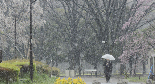 东京时隔5年4月降春雪 天冷如冬(图) |东京|日本