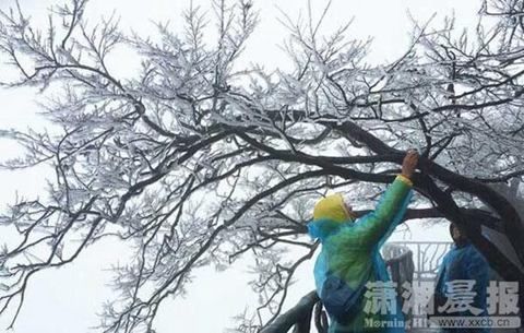张家界天门山现入冬首场雾凇奇观_新浪天气预报