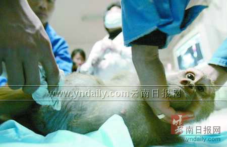 狒狒难产急送医院剖腹生子 小家伙脐带绕颈窒