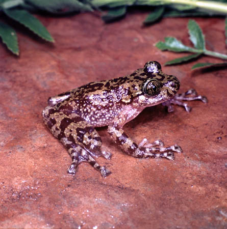 南非鬼蛙(ghost frogs of south africa)南非鬼蛙因为在南非骷髅峡谷