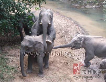 24小时内5对野象交配