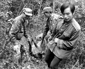 野兽伤人非个案