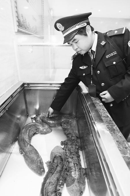 娃娃鱼成了店里食谱菜饭店从饥荒共搜出6只,的招牌看可以软件警方图片