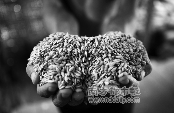 世界粮食危机未影响中国