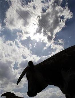 美国最大牛奶产地近5千奶牛感染牛结核病将被