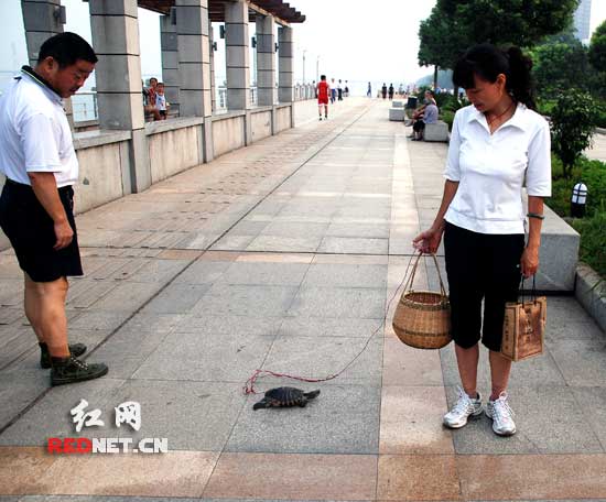 这乌龟通人性 长沙一女士江边遛龟成奇闻(图)