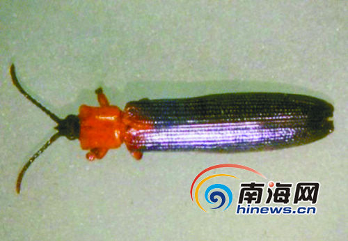 微苷菊危害 海南 农作物 1天可生长10到20厘米