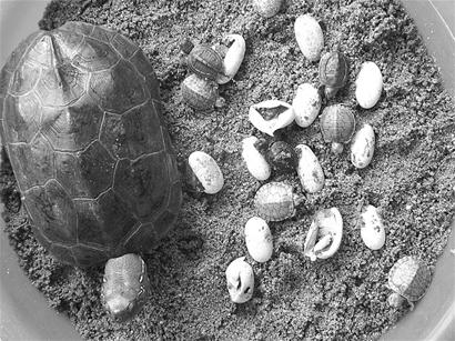 图文:家养老龟孵出八只宝宝
