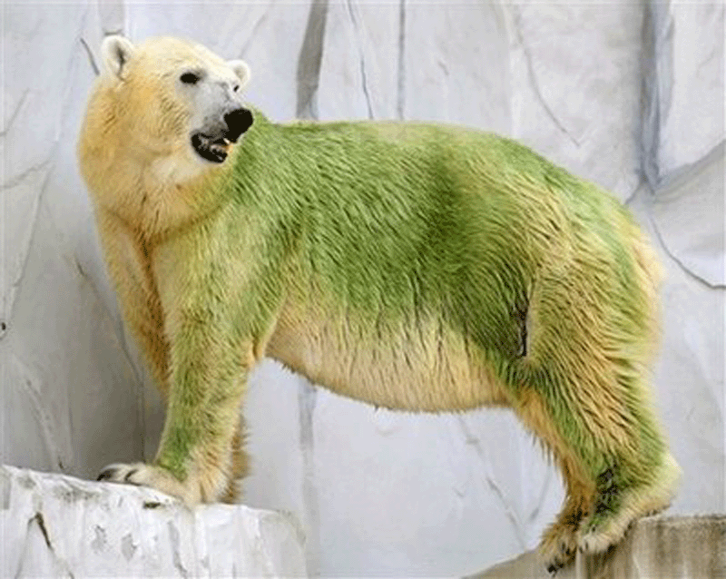 日本动物园惊现"绿色"北极熊 都是节水惹的祸?