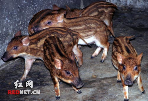 邵阳县农民自办网站推广养野猪(组图)