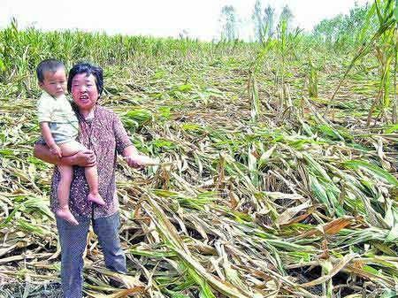 河南漯河裴城镇规定农户收玉米要办砍伐证