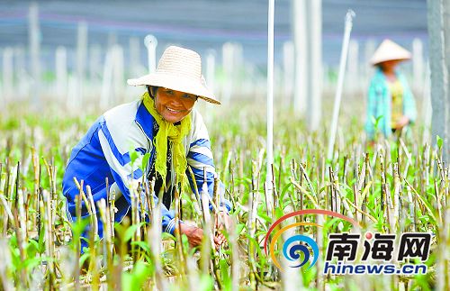 东方财政直补农业结构调整 推动农民产业转型