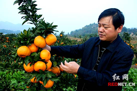 石门早熟柑橘损失一万吨 仍有17万吨亟待销售