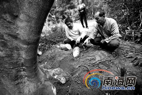 文昌百年沉香树险些被砍 林业公安急制止[图]