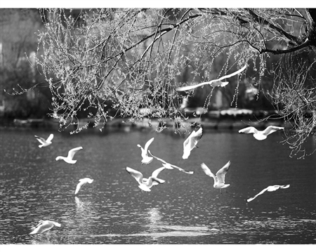 收入证明_凉山旅游收入(2)