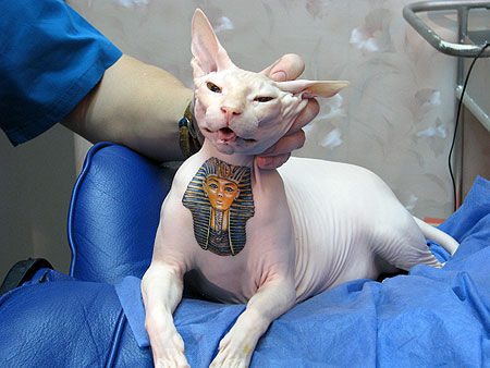 猫猫纹身纹上埃及法老像(图)