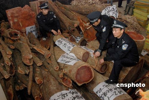 红豆杉是国家一级重点保护野生植物