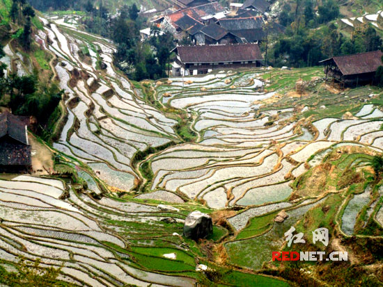 在紫鹊届梯田最高的观景台上眺望梯田,犹如一条条流动的镜带盘绕在