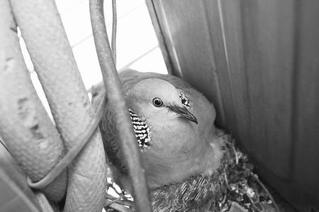嘘,小声点儿,鸟宝宝正睡觉呢! 两只小斑鸠出生