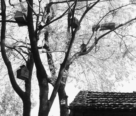 西平县一残疾男子引领村人在树上给鸟搭建房子