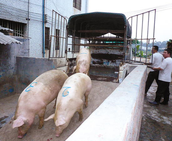 江门生猪收购价比两个月前降了两成半