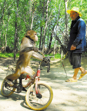 百年利辛猴戏后继无人