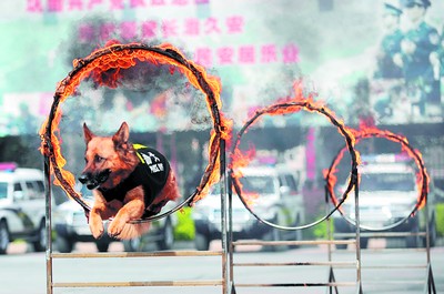 警犬正在表演跳火圈.