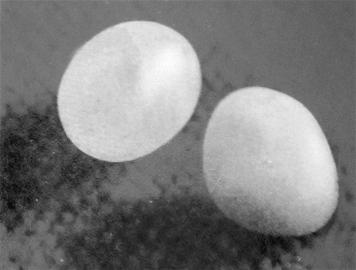 图文:佛祖肉身舍利重返故居