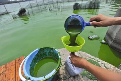 图文:东湖官桥湖水域爆发蓝藻水华