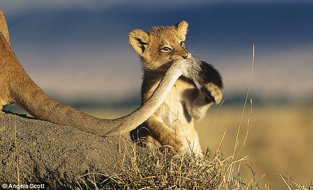 大猫日记:大型猫科动物的日常生活写真(组图)