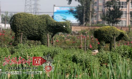 记者提前探营50亩菊花培育基地(图)