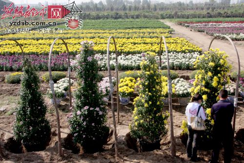 记者提前探营50亩菊花培育基地(图)