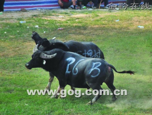 凯里斗牛超级争霸赛开幕意外
