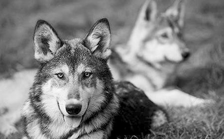 的非纯种狼和家狗交配