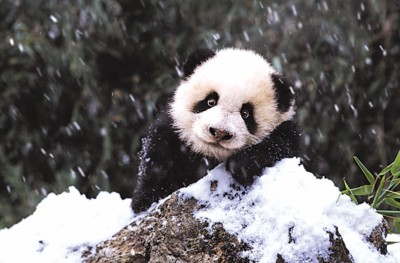 外国人镜头里的中国大熊猫