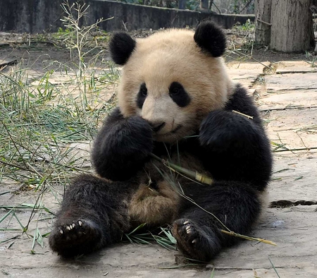 [动态]世博熊猫来了本月下旬见客