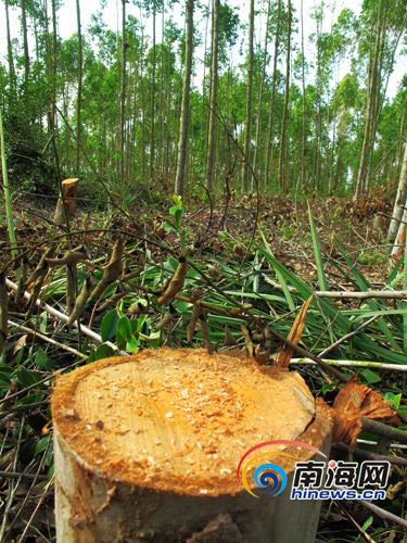 儋州连发恶性盗伐林木事件 投资环境遭质疑