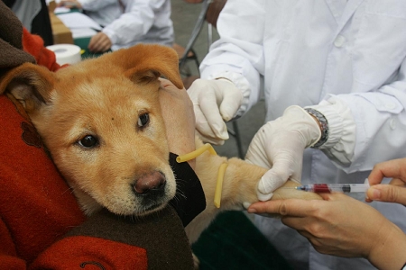 宠物狗将强制接种狂犬疫苗