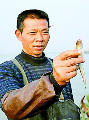 长江刀鱼近乎绝迹两千元一斤仍难求