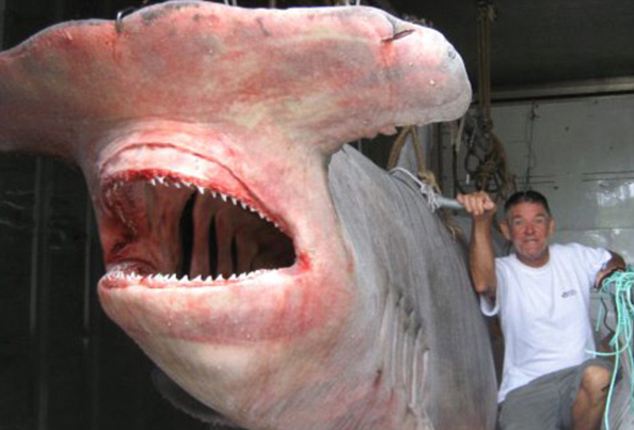 澳大利亚渔民捕获一头罕见的锤头鲨鱼(图)