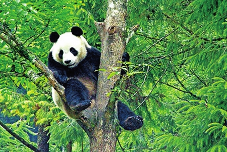 害死11只大熊猫宝宝的病毒 这下有办法治了