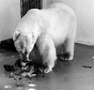 北极熊吃消暑"点心"北极狐"脱"下厚"外套"