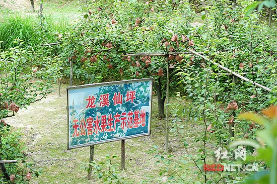 水稻收割机_一亩水稻收入(2)