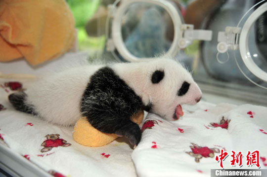 图:北京运往卧龙代哺的大熊猫宝宝满月