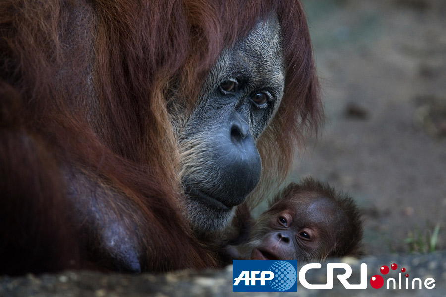 以色列一野生动物园41岁红毛猩猩高龄产子(高