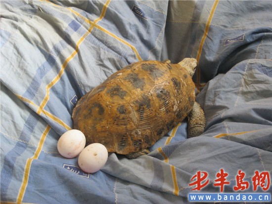 家养15年老龟下蛋了 专家:不能孵化可以食用