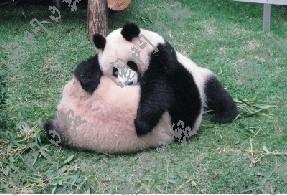 ������è��Ԥ��Ʊ����"����""����"���ֻ�Ծ