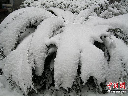 ���ϵ���146���ʽ������ںͱ�ѩ������������